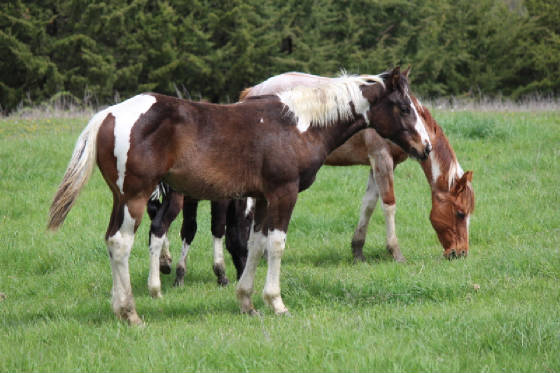2016hollycolt.jpg