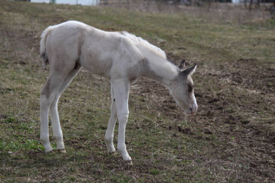 bellecolt1week.jpg