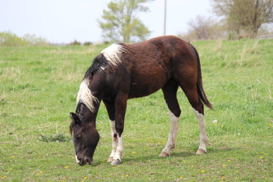 bree2016yearlingfilly.jpg