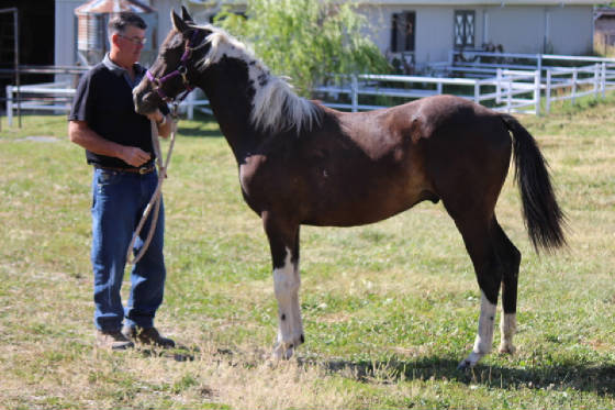 cecebarry2016gelding.jpg