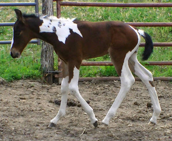 cheyenne2012nbleft.jpg