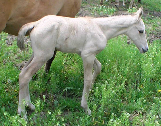dunstarnewborn.jpg