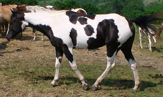 georgialeft.jpg