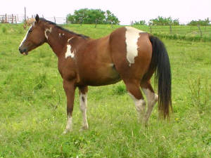 jessie2009.jpg