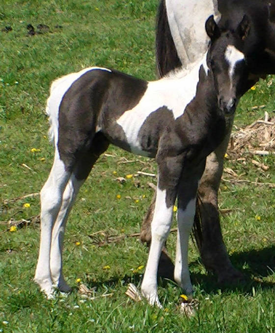 lastarnewbornrightcrop.jpg