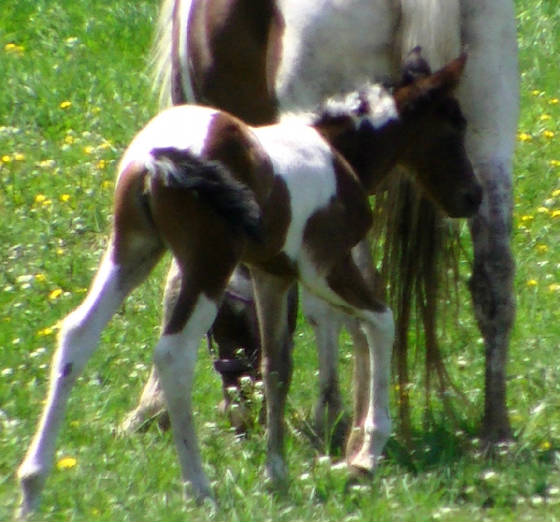liltufffilly2013rt.jpg