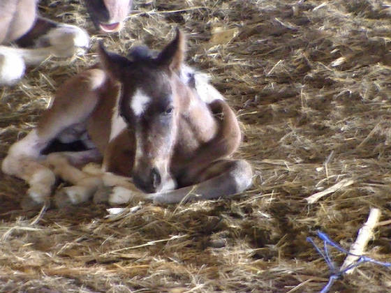 liltuffnewborn.jpg