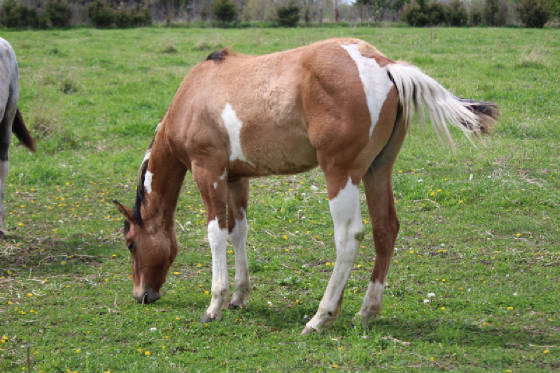 lsan2016yearlingfilly.jpg