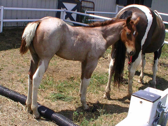 mcriskjuly2012colt.jpg
