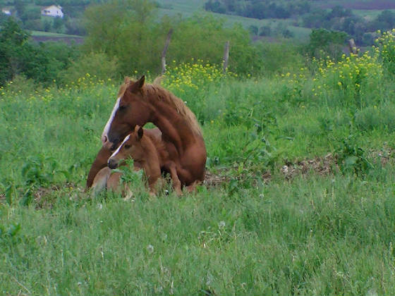 pic_0685.jpg