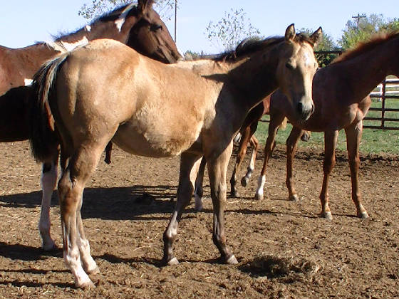 staraqha.jpg