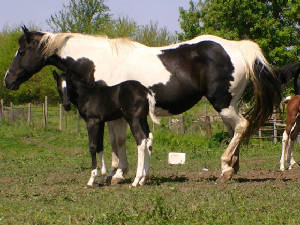 straitand2012colt.jpg