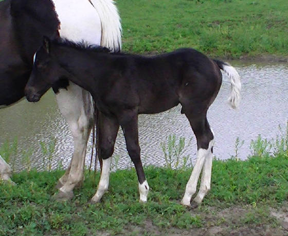 straitcoltmay2012.jpg