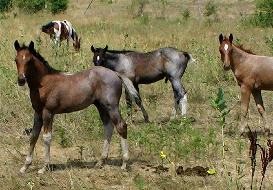 threebluebabies2012.jpg