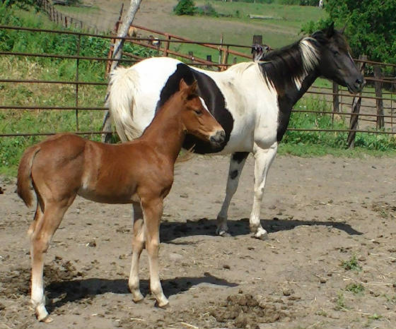 tiggn2012colt.jpg
