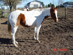 tuffnpeppy04.jpg