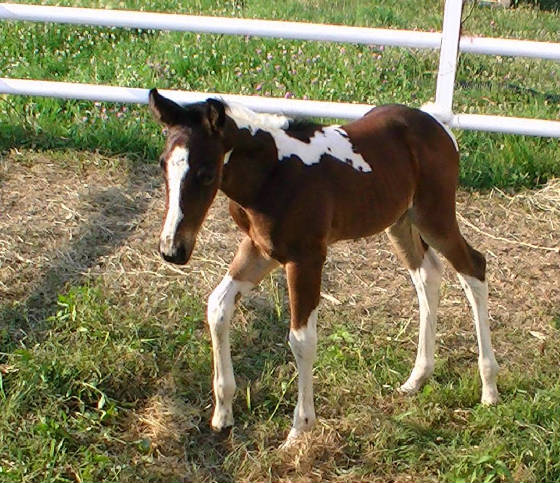 zip2012newbornleft.jpg