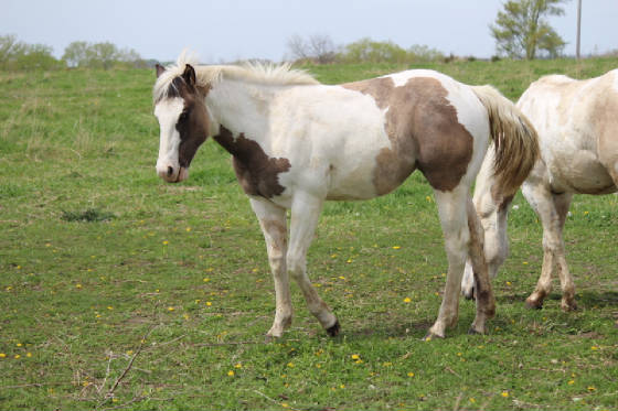 zondra2016yearlingfilly.jpg