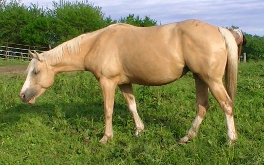 bellemay2011.jpg
