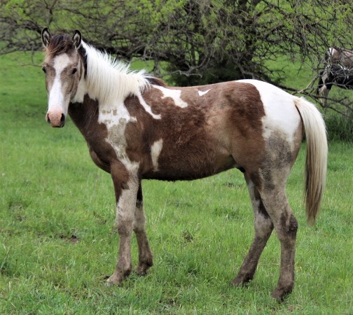 bellemccolt2019.jpg