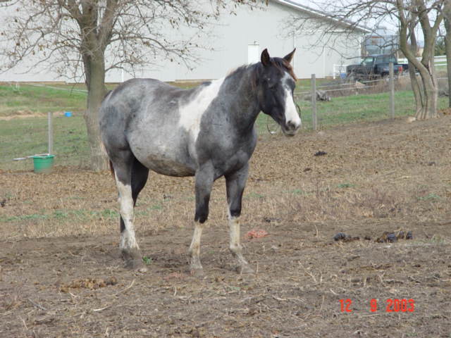 bluebellfront3.jpg