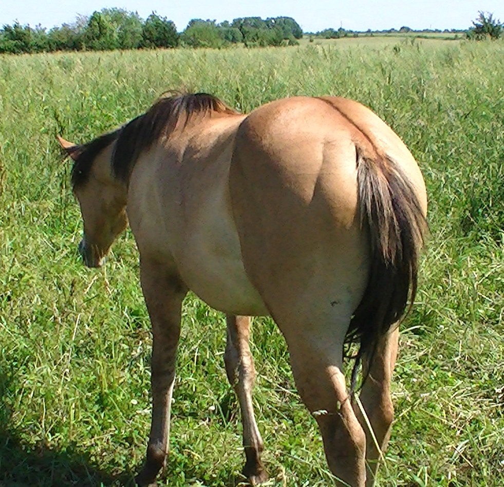 dhrisksrbuttjune2011.jpg