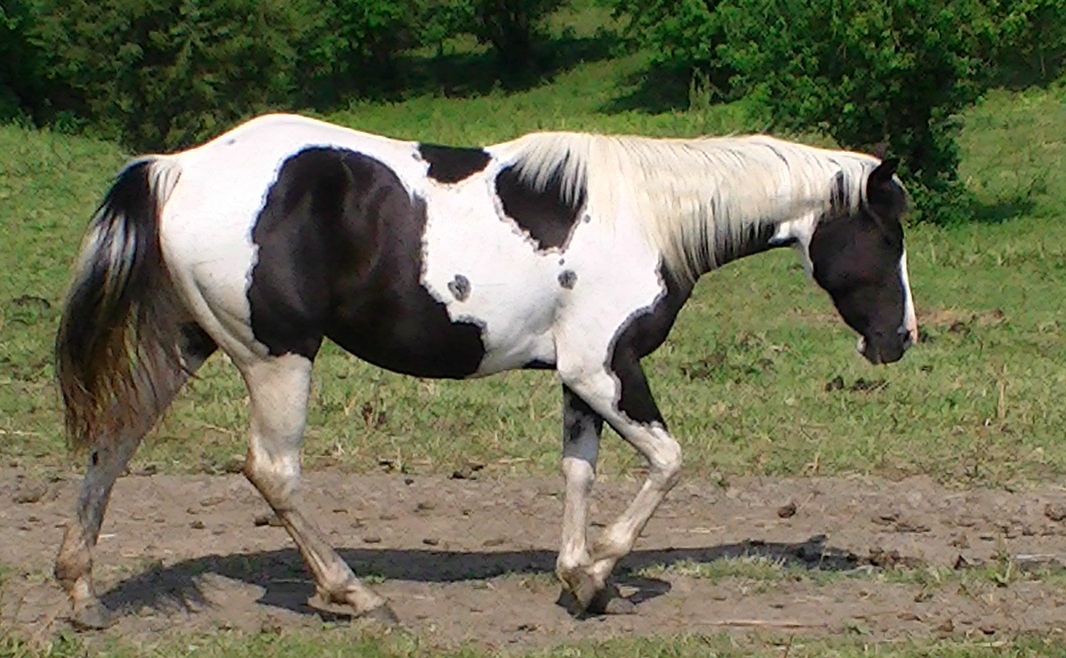 falconright2011.jpg