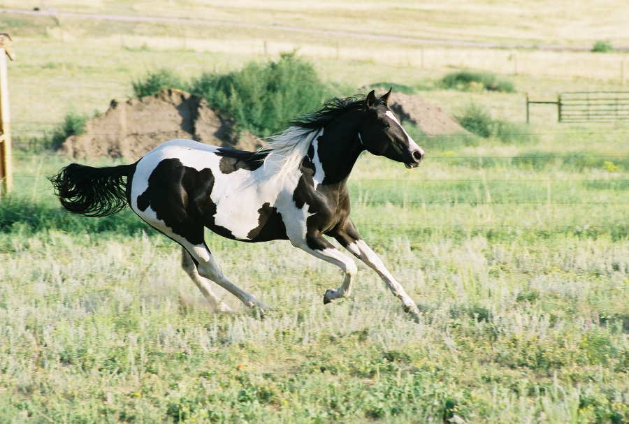 Black Tobiano Horse