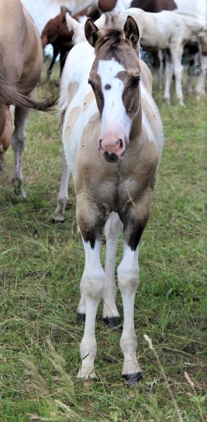 hotpantsfilly719.jpg
