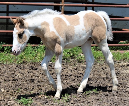 hpants2019filly.jpg
