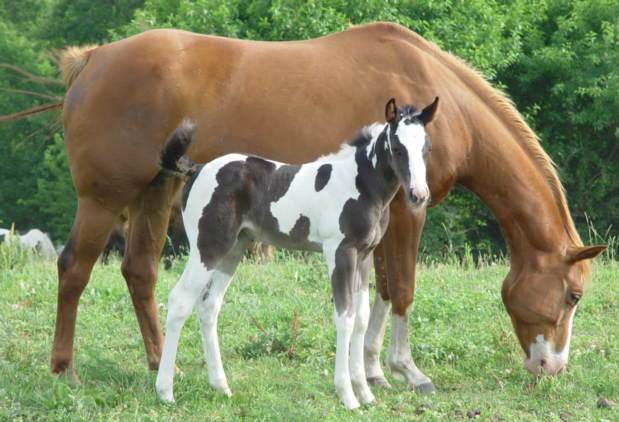 jawn2007filly.jpg