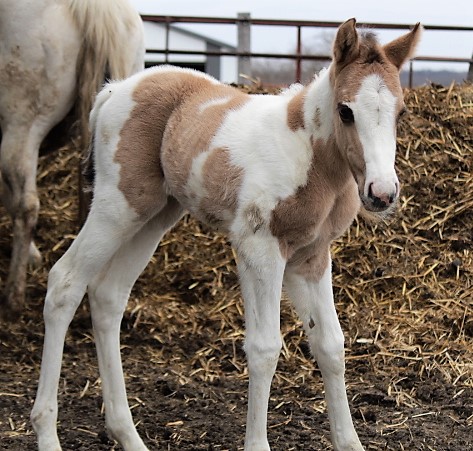 lilfalcon2018newborn.jpg