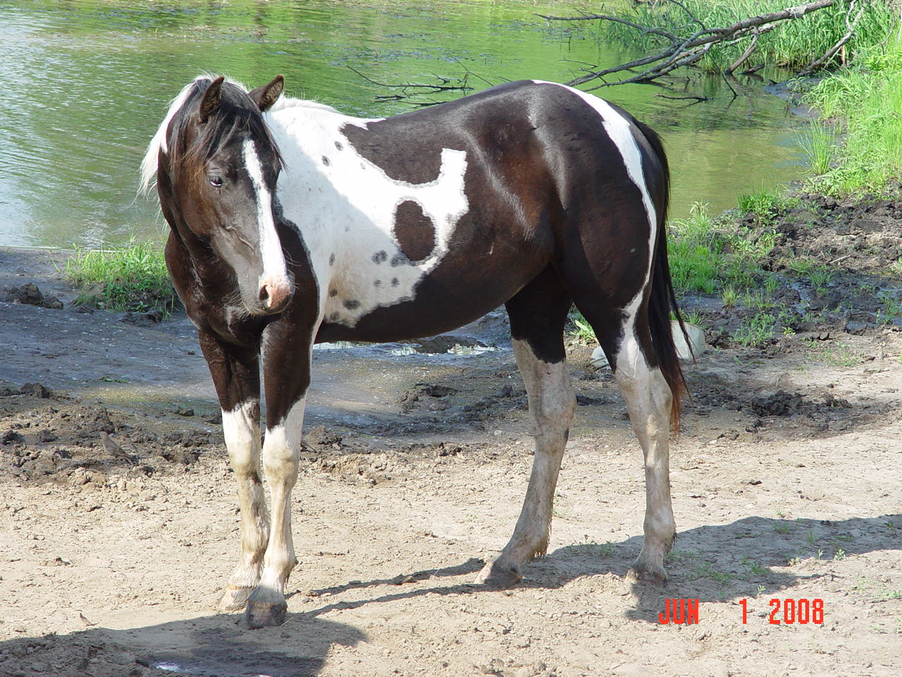 Black Tobiano Horse