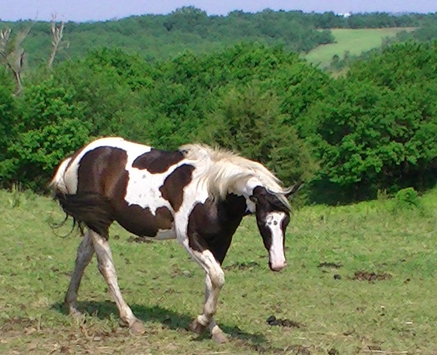 mcbearjune2011.jpg