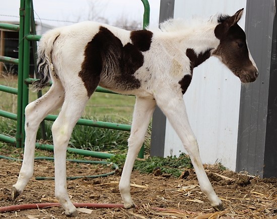 mya2018newborn.jpg