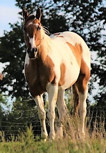 pepper2017front.jpg