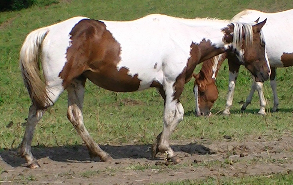 tnprisk2011.jpg