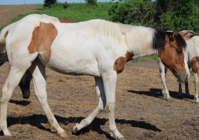zara2017yearling.jpg