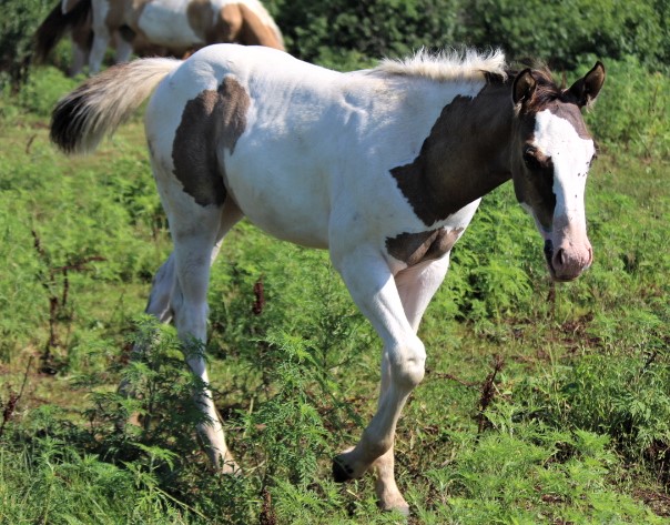 zondrafilly82019.jpg